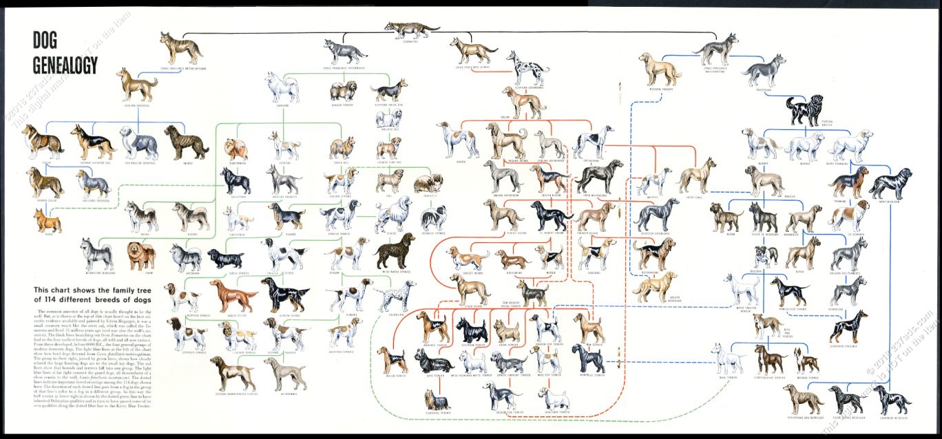 Dog Genealogy Chart